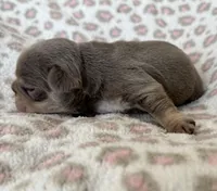 Betty boop, a female French Bulldog for sale in Lees Summit, MO – Photo 7 of 10