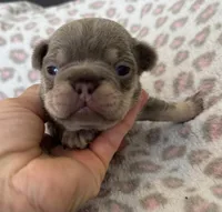 Betty boop, a female French Bulldog for sale in Lees Summit, MO – Photo 4 of 10