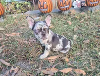 Blue Merle girl, a female French Bulldog for sale in Lees Summit, MO – Photo 1 of 6