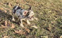 Blue Merle girl, a female French Bulldog for sale in Lees Summit, MO – Photo 4 of 6