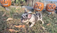 Blue Merle girl, a female French Bulldog for sale in Lees Summit, MO – Photo 3 of 6