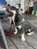 Blue Merle girl, a female French Bulldog for sale in Lees Summit, MO – Photo 6 of 6