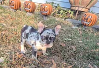 Blue Merle girl, a female French Bulldog for sale in Lees Summit, MO – Photo 2 of 6