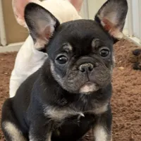 Coco tan girl, a female French Bulldog for sale in Lees Summit, MO – Photo 1 of 10