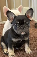 Coco tan girl, a female French Bulldog for sale in Lees Summit, MO – Photo 1 of 10