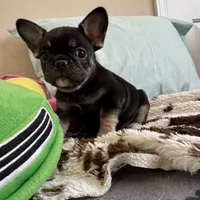 Coco tan girl, a female French Bulldog for sale in Lees Summit, MO – Photo 8 of 10