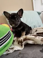 Coco tan girl, a female French Bulldog for sale in Lees Summit, MO – Photo 8 of 10