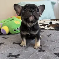 Coco tan girl, a female French Bulldog for sale in Lees Summit, MO – Photo 5 of 10