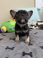 Coco tan girl, a female French Bulldog for sale in Lees Summit, MO – Photo 5 of 10