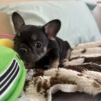 Coco tan girl, a female French Bulldog for sale in Lees Summit, MO – Photo 4 of 10