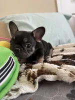 Coco tan girl, a female French Bulldog for sale in Lees Summit, MO – Photo 4 of 10