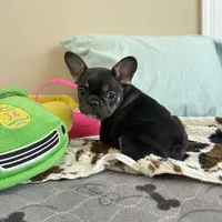 Coco tan girl, a female French Bulldog for sale in Lees Summit, MO – Photo 7 of 10