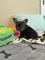 Coco tan girl, a female French Bulldog for sale in Lees Summit, MO – Photo 7 of 10