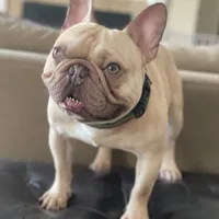 Coco tan girl, a female French Bulldog for sale in Lees Summit, MO – Photo 10 of 10