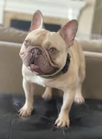 Coco tan girl, a female French Bulldog for sale in Lees Summit, MO – Photo 10 of 10