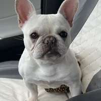 Coco tan girl, a female French Bulldog for sale in Lees Summit, MO – Photo 9 of 10