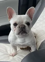 Coco tan girl, a female French Bulldog for sale in Lees Summit, MO – Photo 9 of 10