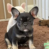 Coco tan girl, a female French Bulldog for sale in Lees Summit, MO – Photo 3 of 10