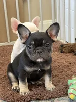 Coco tan girl, a female French Bulldog for sale in Lees Summit, MO – Photo 3 of 10