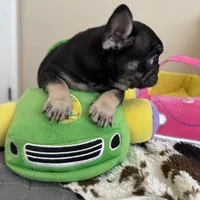 Coco tan girl, a female French Bulldog for sale in Lees Summit, MO – Photo 6 of 10