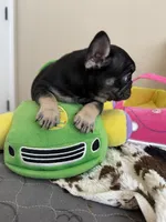 Coco tan girl, a female French Bulldog for sale in Lees Summit, MO – Photo 6 of 10