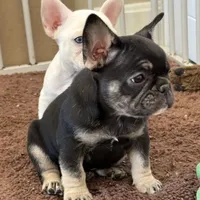 Coco tan girl, a female French Bulldog for sale in Lees Summit, MO – Photo 2 of 10