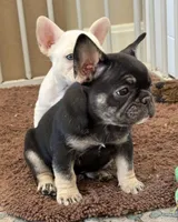 Coco tan girl, a female French Bulldog for sale in Lees Summit, MO – Photo 2 of 10