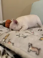 processed/27c95f89-b147-4912-a4e9-c56a1e016904/listing/2512846e-2425-4c71-b695-fafd6aee4fb3/968e5f6a-4fd7-488f-aabf-c64bee8c4c75