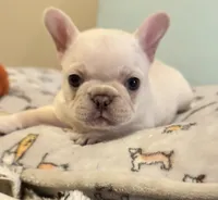 processed/27c95f89-b147-4912-a4e9-c56a1e016904/listing/2512846e-2425-4c71-b695-fafd6aee4fb3/d67a627e-571f-48c7-be38-2fe68742eb91