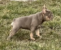 Isabella &tan, a female French Bulldog for sale in Lees Summit, MO – Photo 5 of 10