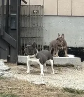 Isabella &tan, a female French Bulldog for sale in Lees Summit, MO – Photo 8 of 10