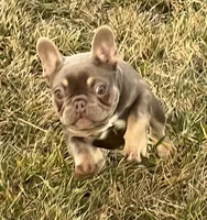 Isabella &tan, a female French Bulldog for sale in Lees Summit, MO – Photo 7 of 10