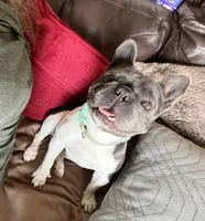 Isabella &tan, a female French Bulldog for sale in Lees Summit, MO – Photo 10 of 10