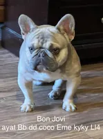 Isabella &tan, a female French Bulldog for sale in Lees Summit, MO – Photo 9 of 10