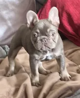 Isabella &tan, a female French Bulldog for sale in Lees Summit, MO – Photo 2 of 10