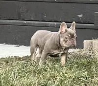 Isabella &tan, a female French Bulldog for sale in Lees Summit, MO – Photo 4 of 10