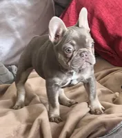 Isabella &tan, a female French Bulldog for sale in Lees Summit, MO – Photo 3 of 10