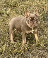 Isabella &tan, a female French Bulldog for sale in Lees Summit, MO – Photo 6 of 10