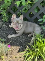 Isabella &tan, a female French Bulldog for sale in Lees Summit, MO – Photo 1 of 10