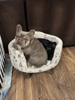 Smokey, a male French Bulldog for sale in Lees Summit, MO – Photo 9 of 10