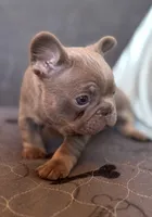 Smokey, a male French Bulldog for sale in Lees Summit, MO – Photo 8 of 10