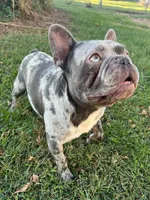 Smokey, a male French Bulldog for sale in Lees Summit, MO – Photo 10 of 10