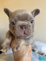 Smokey, a male French Bulldog for sale in Lees Summit, MO – Photo 5 of 10