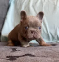 Smokey, a male French Bulldog for sale in Lees Summit, MO – Photo 4 of 10