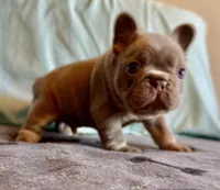 Smokey, a male French Bulldog for sale in Lees Summit, MO – Photo 7 of 10