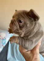 Smokey, a male French Bulldog for sale in Lees Summit, MO – Photo 3 of 10