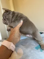 Smokey, a male French Bulldog for sale in Lees Summit, MO – Photo 6 of 10