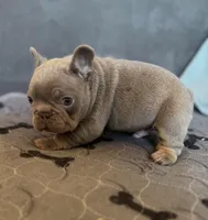 Smokey, a male French Bulldog for sale in Lees Summit, MO – Photo 2 of 10