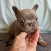 Smokey, a male French Bulldog for sale in Lees Summit, MO – Photo 1 of 10