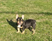 Cuddle Bug, a female French Bulldog for sale in Lees Summit, MO – Photo 6 of 9